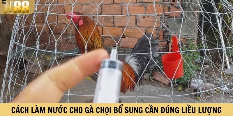 Cách làm nước cho gà chọi bổ sung cần đúng liều lượng