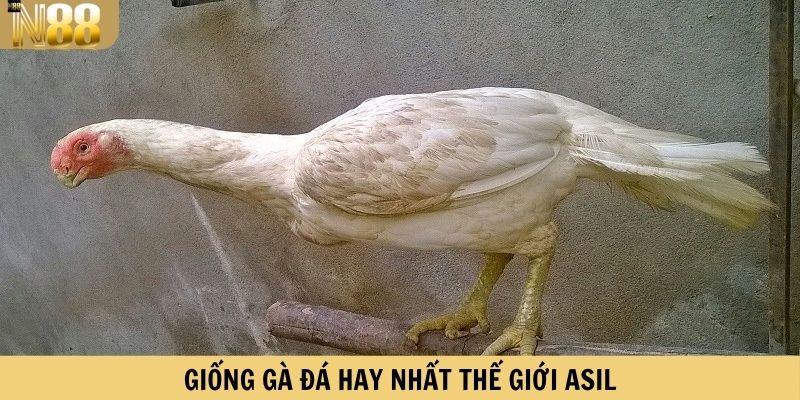 Giống gà đá hay nhất thế giới Asil