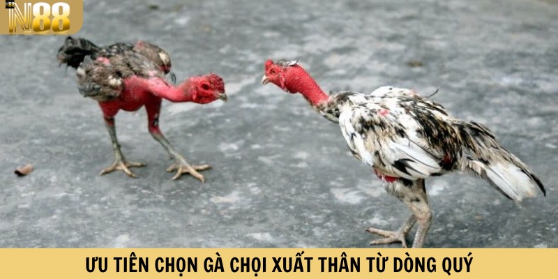 Ưu tiên chọn gà chọi xuất thân từ dòng quý