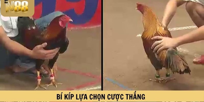 Bí kíp lựa chọn cược thắng