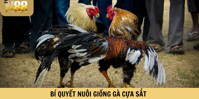 Bí quyết nuôi các giống gà cựa sắt
