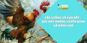 các giống gà cựa sắt