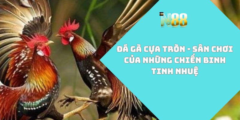 đá gà cựa tròn