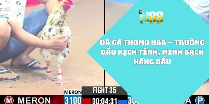 Đá gà Thomo