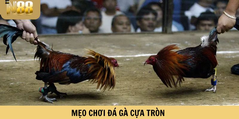 Mẹo chơi đá gà cựa tròn