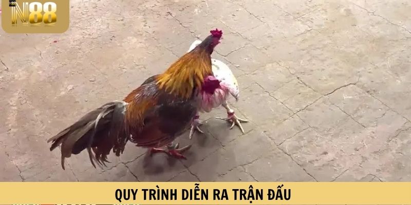 Quy trình diễn ra trận đấu