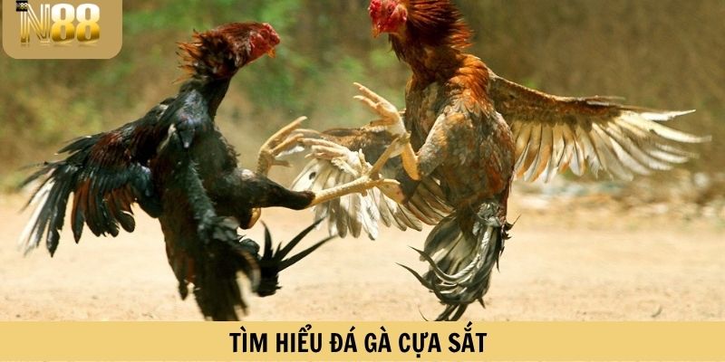 Tìm hiểu Đá gà cựa sắt