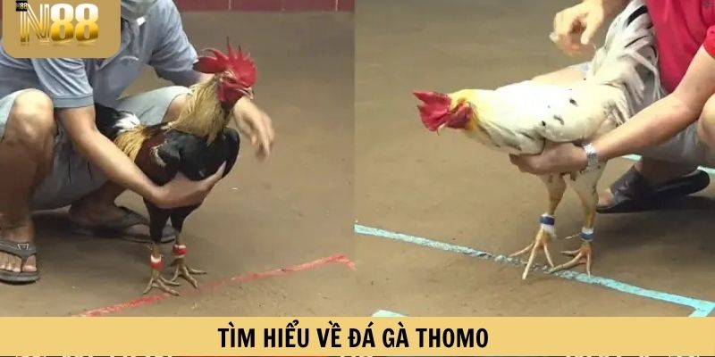 Tìm hiểu về Đá gà Thomo